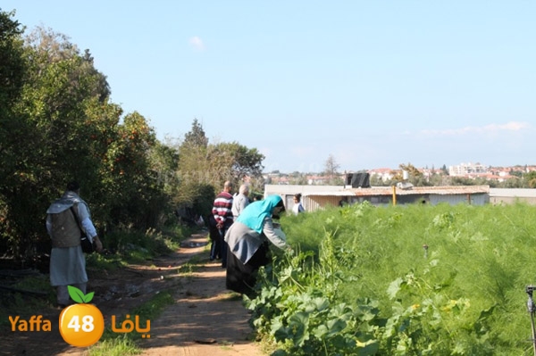 re7la tolkarem (90).JPG